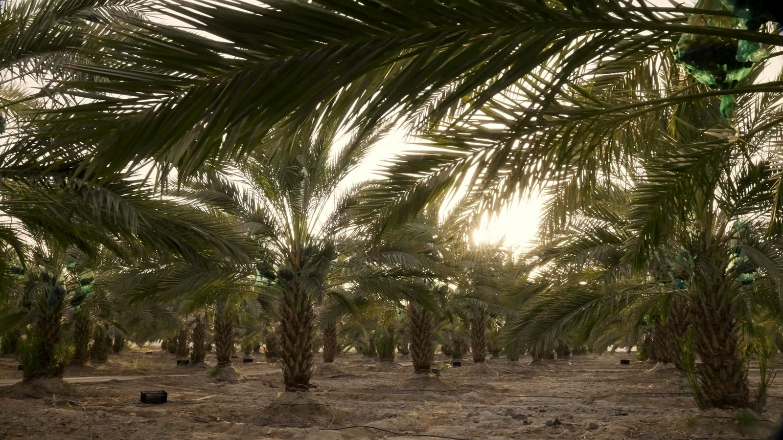 بستان نخيل المجهول في مزرعتنا بغور الكتار / Medjool palms on our farm in the Ghor Al-Katar