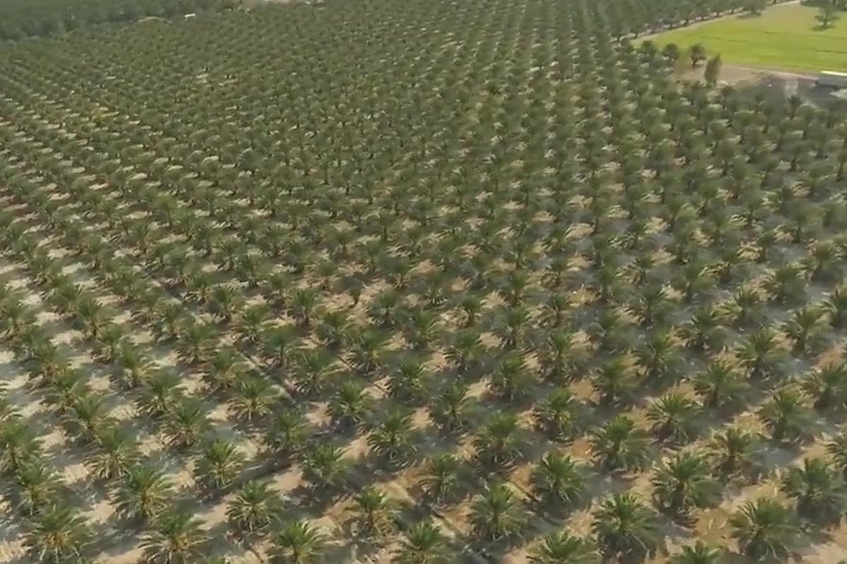 مزرعتنا في غور الكتار / Our farm in the Ghor Al-Katar