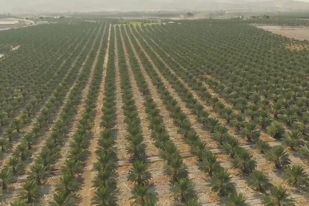 مزرعتنا في غور الكتار / Our farm in the Ghor Al-Katar