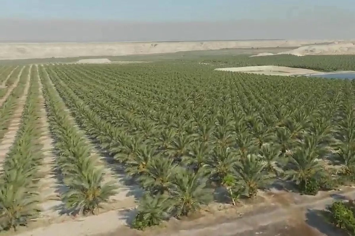 مزرعتنا في غور الكتار / Our farm in the Ghor Al-Katar