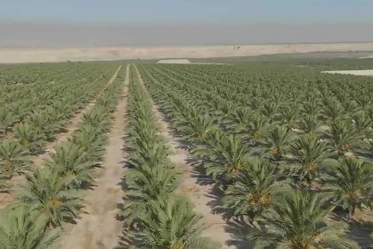 مزرعتنا في غور الكتار / Our farm in the Ghor Al-Katar